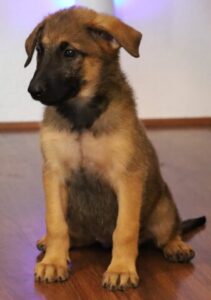 Female puppy sit