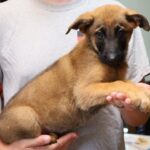 Male handheld puppy