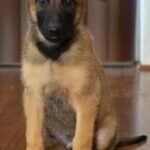 Puppy sit
