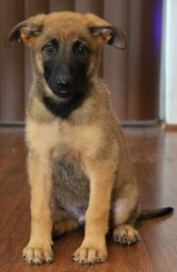 Puppy sit