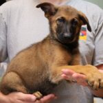 Hand help puppy picture