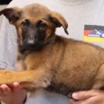 German Flag t shirt background puppy