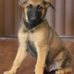 Puppy sit picture