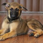 puppy lay down picture
