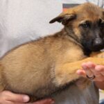 left side facing puppy picture