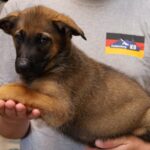 Right side facing puppy