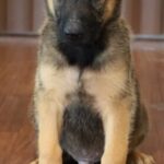puppy sit picture