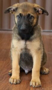 puppy sit picture