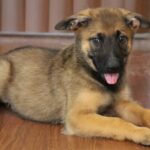 down puppy picture