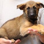 puppy photograph
