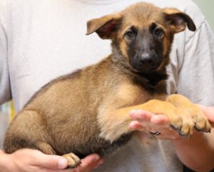 puppy photograph