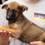 local puppy availability