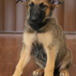 Arizona local puppy sit