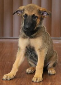 Arizona local puppy sit