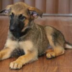puppy near you photo Arizona
