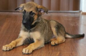 puppy near you photo Arizona