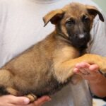 Arizona Puppy Available