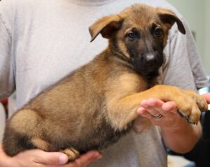 Arizona Puppy Available