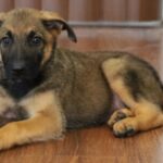 Arizona Available puppy