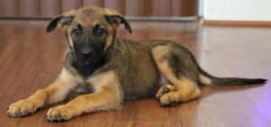 Arizona Available puppy