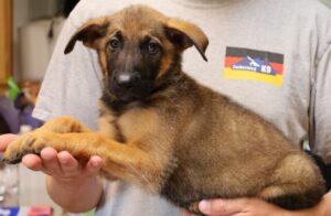 German flag shirt in the background of a puppy photo