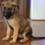 Brown floor puppy sit