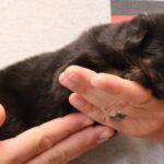 Zauberberg German Shepherd puppy