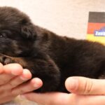 Zauberberg K9 German Shepherd puppy in Arizona