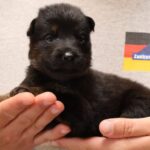 German Shepherd Tucson Arizona Zauberberg K9