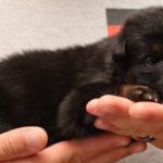 Zauberberg German Shepherd puppy pictures