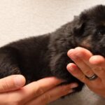 German Shepherd puppy 2024