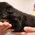 German Shepherd Tucson AZ