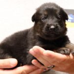 Tucson Arizona German Shepherd puppy Zauberberg