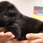Tucson Arizona German Shepherd puppy