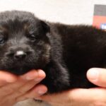 Zauberberg Puppy Picture Tucson Arizona
