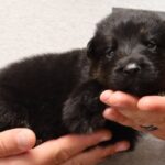 Tucson Shepherd puppy vom Zauberberg