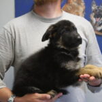 Black and red German Shepherd female for sale McNeal AZ