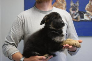 Black and red German Shepherd female for sale McNeal AZ