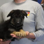 Black and red German Shepherd female puppy for sale Tombstone AZ
