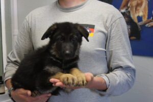 Black and red German Shepherd female puppy for sale Tombstone AZ