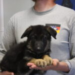 A man holding a puppy in his hands.
