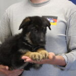 Black and red German Shepherd female for sale McNeal AZ