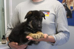 Black and red German Shepherd female for sale McNeal AZ