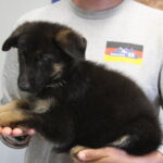 Black and red German Shepherd female 8 weeks for sale McNeal AZ