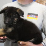 A man holding a puppy in his arms.