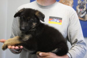 A man holding a puppy in his arms.