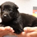 German Shepherd puppy