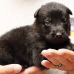 German Shepherd puppy
