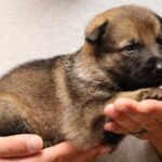 German Shepherd puppy