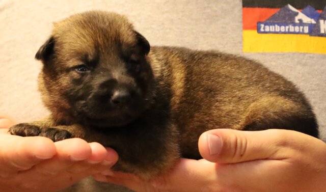 A person holding a puppy in their hands.